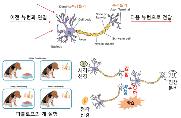 뉴런의 학습